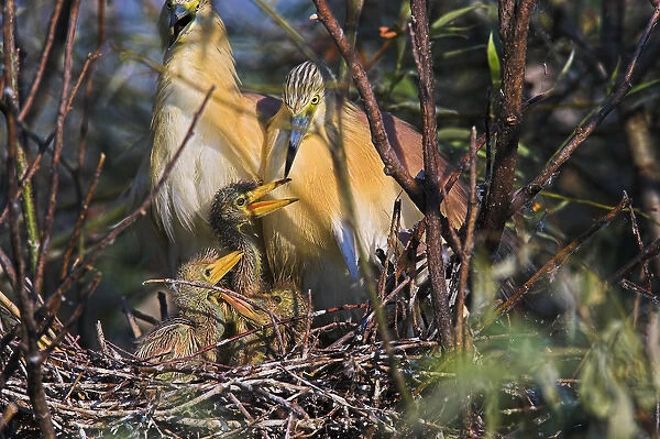 Squacco Heron (Ardeola ralloides) in the Danube Deltanest with parents and chicks
