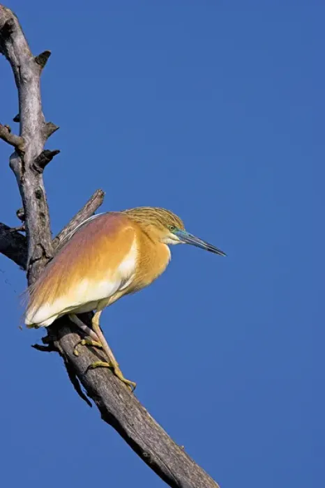 Framed Print : Squacco Heron (Ardeola ralloides) in the Danube Delta Europe, Eastern Europe, Romania Framed Print : Squacco Heron (Ardeola ralloides) in the Danube Delta Europe, Eastern Europe, Romania