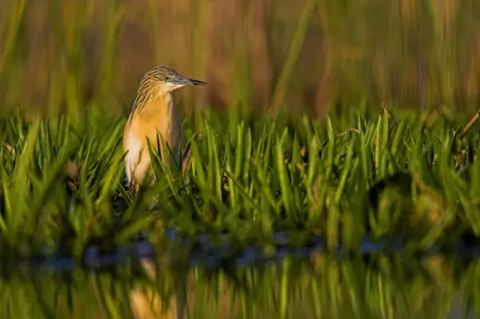 Framed Print : Squacco Heron (Ardeola ralloides) in the Danube Delta Europe, Eastern Europe, Romania