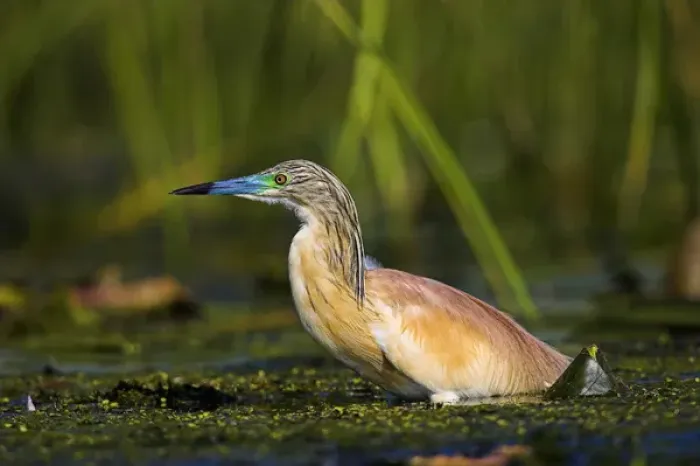 Framed Print : Squacco Heron (Ardeola ralloides) in the Danube Delta Europe, Eastern Europe, Romania