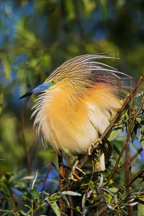 Framed Print : Squacco Heron (Ardeola ralloides) in the Danube Delta Europe, Eastern Europe, Romania