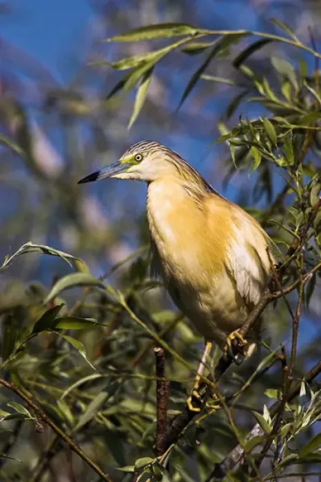 Framed Print : Squacco Heron (Ardeola ralloides) in the Danube Delta Europe, Eastern Europe, Romania