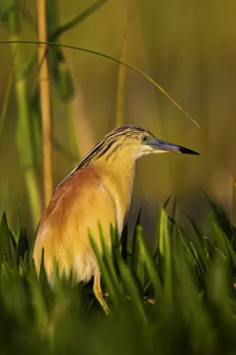 Framed Print : Squacco Heron (Ardeola ralloides) in the Danube Delta Europe, Eastern Europe, Romania Framed Print : Squacco Heron (Ardeola ralloides) in the Danube Delta Europe, Eastern Europe, Romania