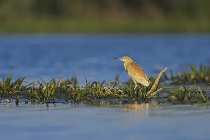 Framed Print : Squacco Heron (Ardeola ralloides) in the Danube Delta Europe, Eastern Europe, Romania