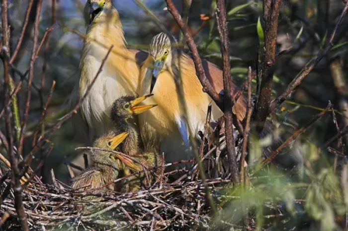 Framed Print : Squacco Heron (Ardeola ralloides) in the Danube Deltanest with parents and chicks Framed Print : Squacco Heron (Ardeola ralloides) in the Danube Deltanest with parents and chicks