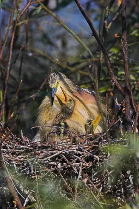 Framed Print : Squacco Heron (Ardeola ralloides) in the Danube Deltanest with parents Europe, Eastern Europe