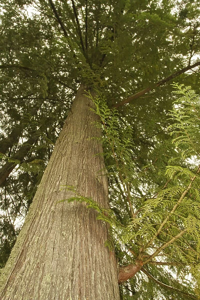 Squak Mountain State Park, Washington State, USA. Low-angle view of a western redcedar tree