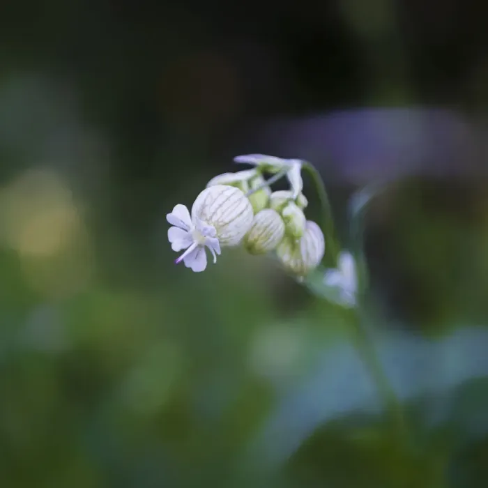 Framed Print : Square format of wildflower in spring Framed Print : Square format of wildflower in spring