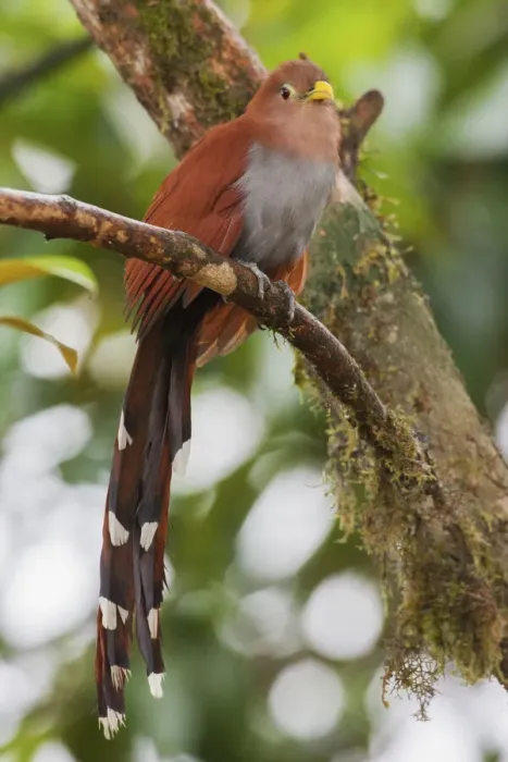 Framed Print : Squirrel cuckoo Framed Print : Squirrel cuckoo