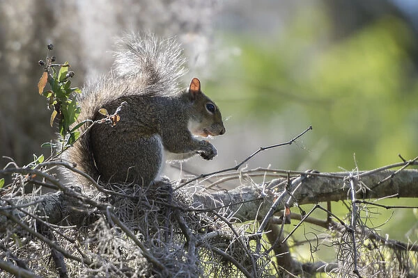 Squirrel eating in an oak tree