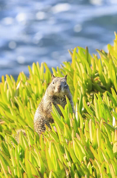 Squirrel in Ice Plants, La Jolla, San Diego, CA
