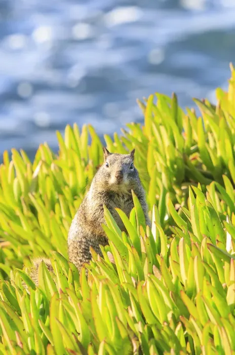 Framed Print : Squirrel in Ice Plants, La Jolla, San Diego, CA Framed Print : Squirrel in Ice Plants, La Jolla, San Diego, CA