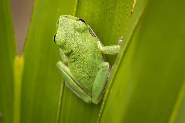Squirrel tree frog in palmetto, Everglades National Park, Florida