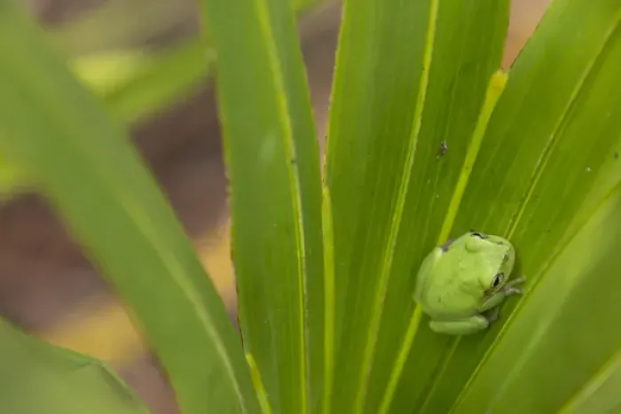 Framed Print : Squirrel tree frog in palmetto, Everglades National Park, Florida