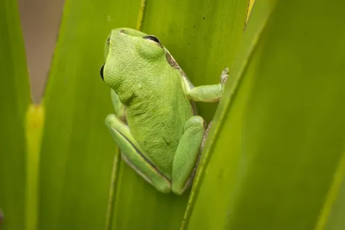 Framed Print : Squirrel tree frog in palmetto, Everglades National Park, Florida