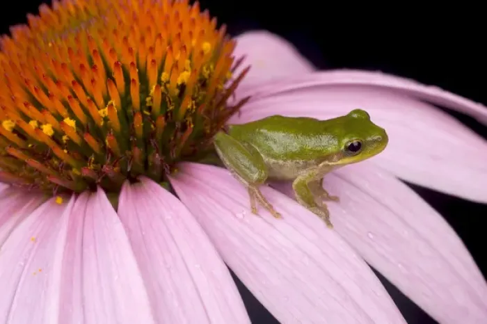 Framed Print : Squirrel treefrog on echinacea flower, Hyla squirella, Central Florida backyard