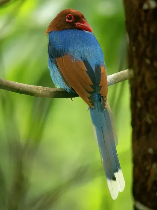 Framed Print : Sri Lanka blue magpie, Sri Lanka, South Asia Framed Print : Sri Lanka blue magpie, Sri Lanka, South Asia