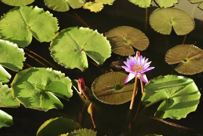 Framed Print : Sri Lanka, Dambulla, Water Lily (Nymphaeaceae) Framed Print : Sri Lanka, Dambulla, Water Lily (Nymphaeaceae)