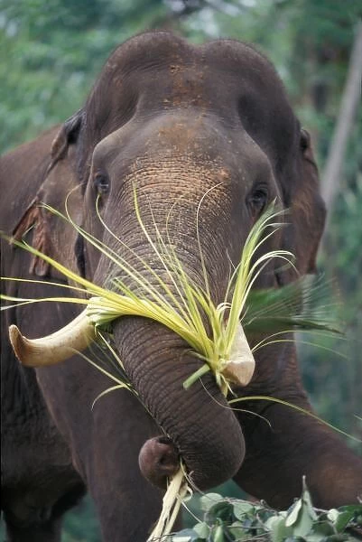 Sri Lanka, Elephant