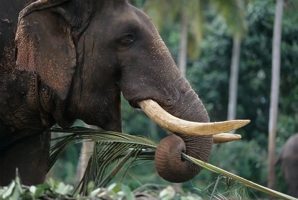 Sri Lanka, Elephant feeds at Pinnewala Elephant Orphanage near Kegalle (Elephant maximus)