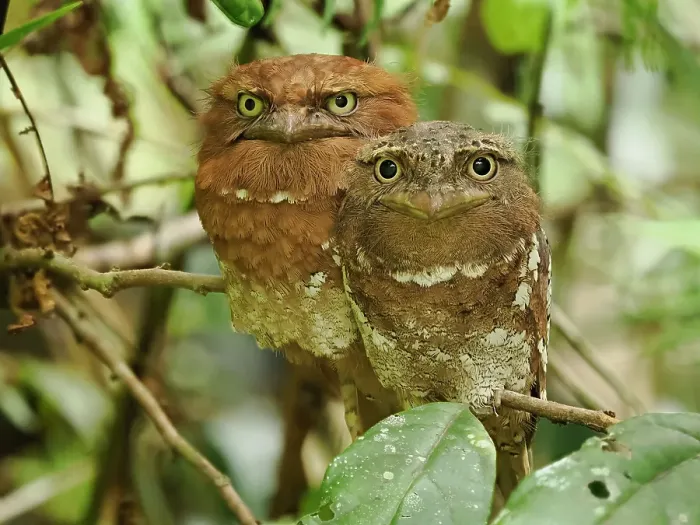 Framed Print : Sri Lanka frogmouth, Sri Lanka, South Asia Framed Print : Sri Lanka frogmouth, Sri Lanka, South Asia