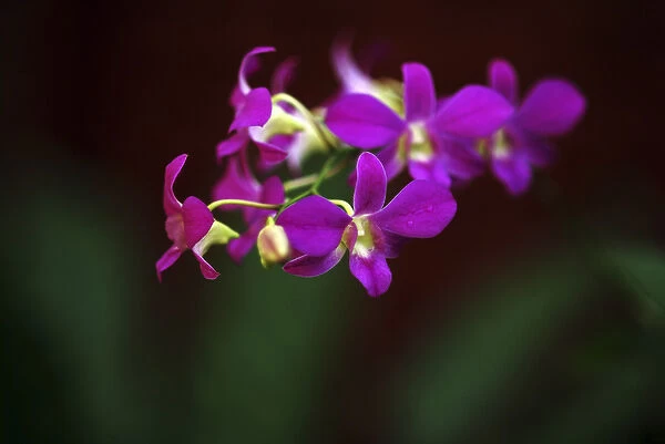 Sri-Lanka, Kandy, Peradeniya Botanical Gardens, orchids