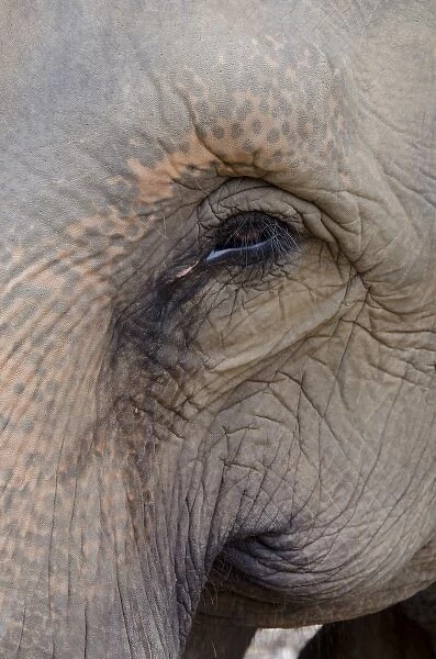Sri Lanka, Pinnawala Elephant Orphanage. Asian elephant AKA Indian elephant (Elephas