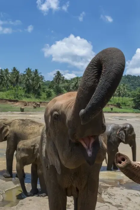 Framed Print : Sri Lanka, Pinnawela Elephant Orphanage, est. in 1975 by the Wildlife Department