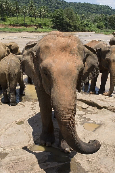 Sri Lanka, Pinnawela Elephant Orphanage, est. in 1975 by the Wildlife Department