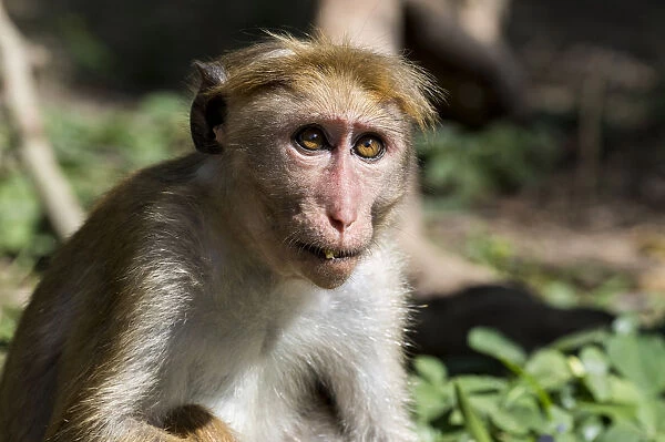 Sri Lanka, Tissamaharama, Yala National Park, Ruhuna National Park, Section 1. Toque macaque (WILD