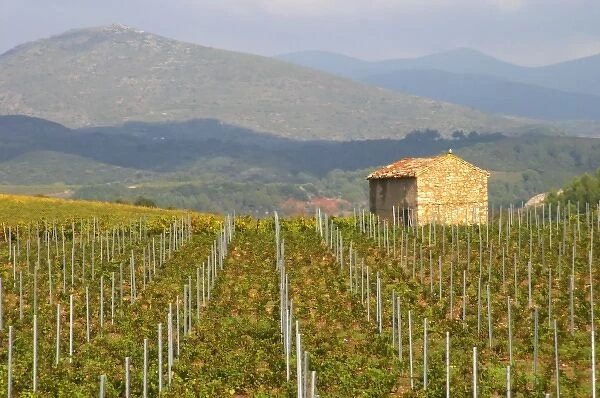 St Chinian. Languedoc. France. Europe. Vineyard with mountains in the background