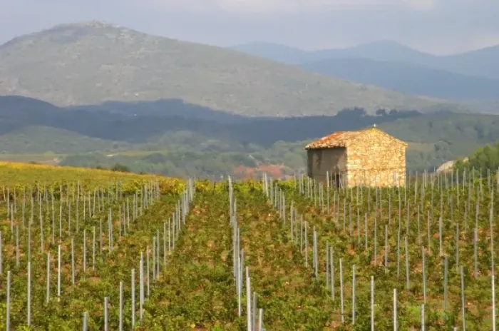 Framed Print : St Chinian. Languedoc. France. Europe. Vineyard with mountains in the background Framed Print : St Chinian. Languedoc. France. Europe. Vineyard with mountains in the background