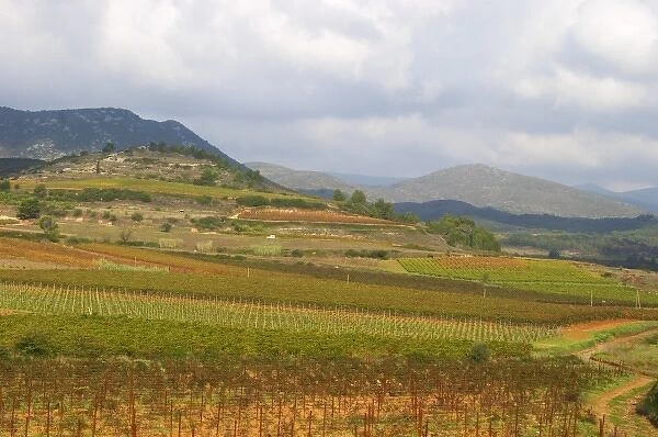 St Chinian. Languedoc. France. Europe. Vineyard with mountains in the background