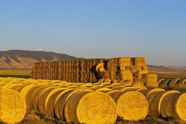 Stacks of hay bales as full moon rises over the Castle Mountains at the Galt Ranch