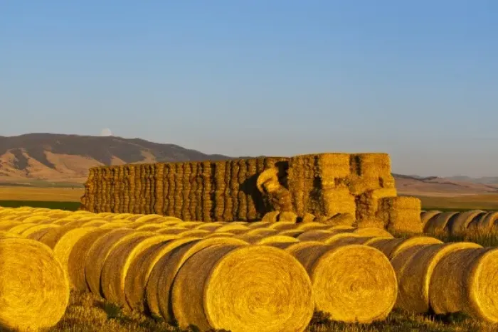 Framed Print : Stacks of hay bales as full moon rises over the Castle Mountains at the Galt Ranch Framed Print : Stacks of hay bales as full moon rises over the Castle Mountains at the Galt Ranch
