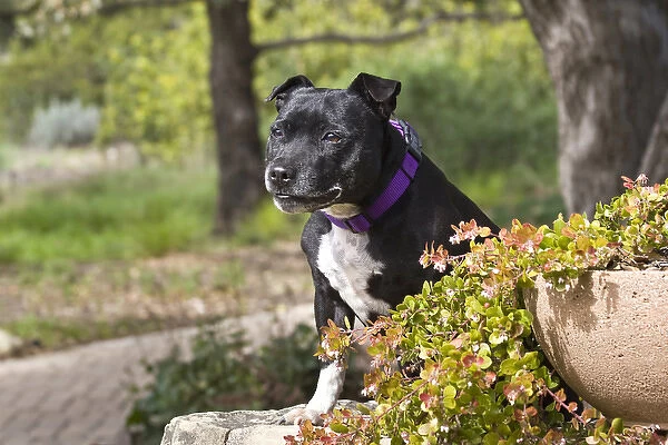 A Staffordshire Bull Terrier sitting on a sandstone wall in a garden