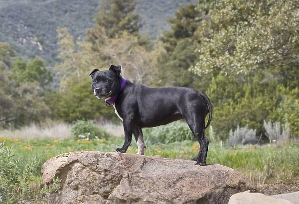 A Staffordshire Bull Terrier standing on a boulder in a garden