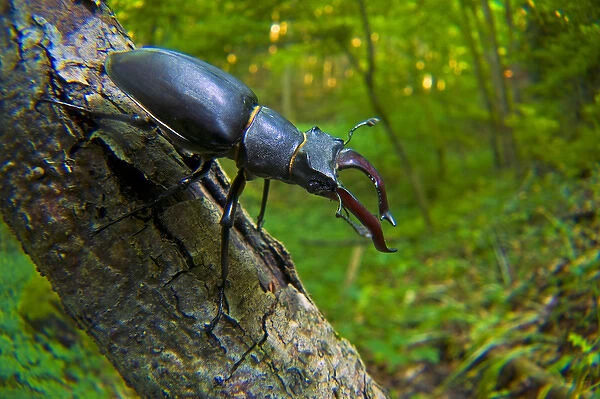 Stag beetle (Lucanus cervus), Switzerland