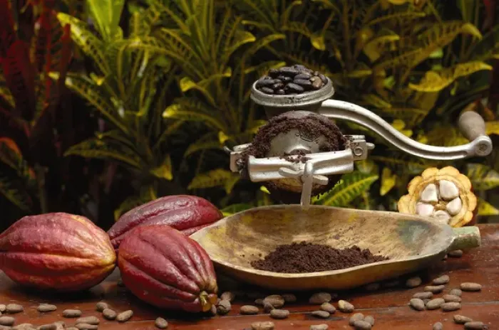 Framed Print : Stages of chocolate production. Image shows whole cocoa pod (Theobroma cacao), split