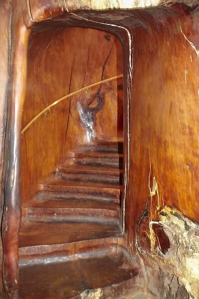 Staircase inside a giant kauri tree, Ancient Kauri Kingdom, Awanui, near Kaitaia