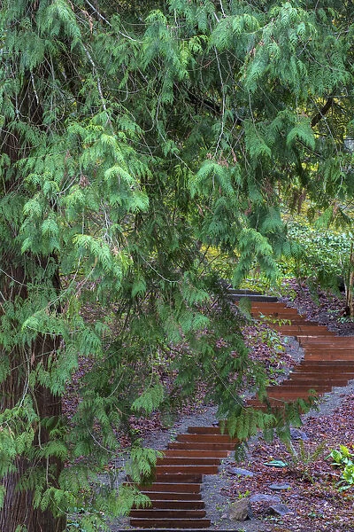 Stairway on trail at the Arboretum in Seattle, Washington State, USA