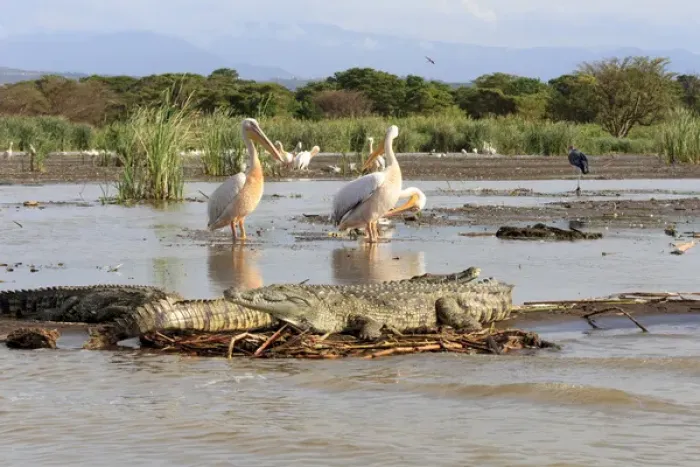 Framed Print : Stalking crocodile. Lake Chamo. Ethiopia, Africa Framed Print : Stalking crocodile. Lake Chamo. Ethiopia, Africa
