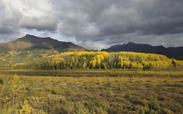 A stand of aspen in fall colors beside the Stewart-Cassiar Highway in British Columbia
