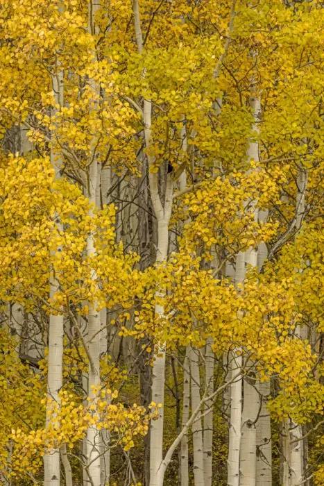 Framed Print : Stand of aspen tree trunks and golden leaves in autumn, Uncompahgre National Forest Framed Print : Stand of aspen tree trunks and golden leaves in autumn, Uncompahgre National Forest