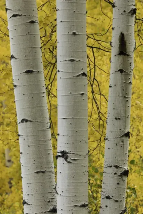 Framed Print : Stand of aspen trees and trunks in fall color, Uncompahgre National Forest, Sneffels Range Framed Print : Stand of aspen trees and trunks in fall color, Uncompahgre National Forest, Sneffels Range