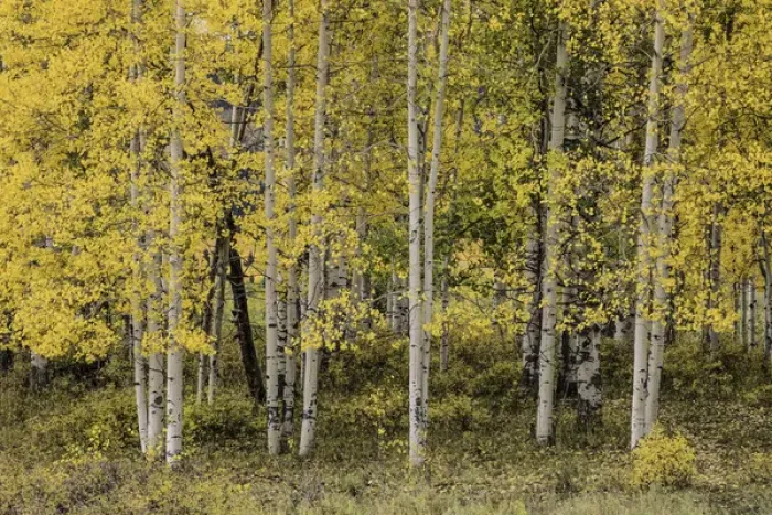 Framed Print : Stand of aspen trees and trunks in fall color, Uncompahgre National Forest, Sneffels Range