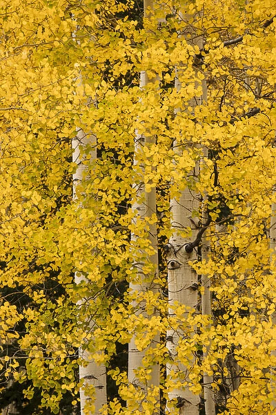 Stand of aspen trees and trunks in fall color, Uncompahgre National Forest, Sneffels Range