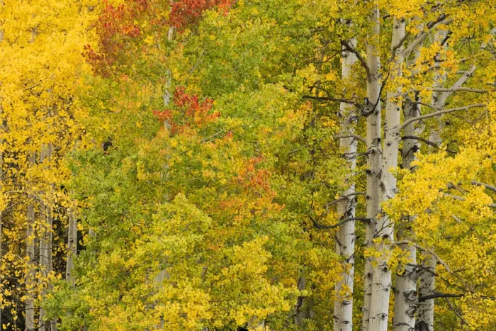 Framed Print : Stand of aspen trees and trunks in fall color, Uncompahgre National Forest, Sneffels Range Framed Print : Stand of aspen trees and trunks in fall color, Uncompahgre National Forest, Sneffels Range