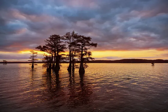 Framed Print : Stand of bald cypress trees, silhouetted at sunrise, Caddo Lake, Texas