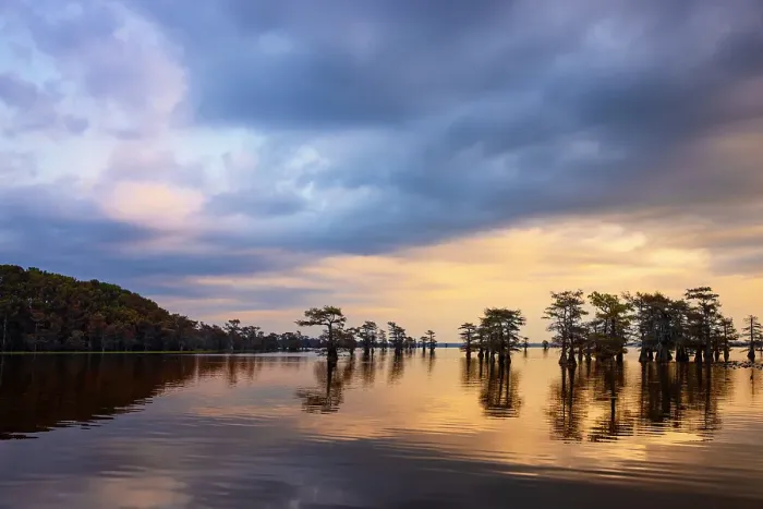 Framed Print : Stand of bald cypress trees, silhouetted at sunrise, Caddo Lake, Texas